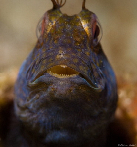 No cavities there!  Seaweed Blenny       
 Family:  blen... by John Roach 